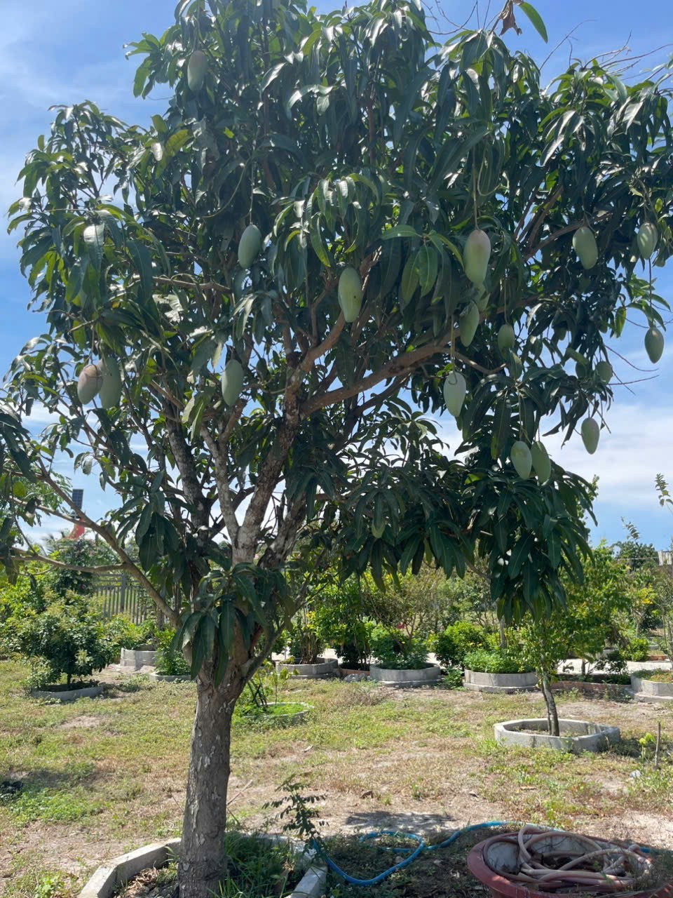 CHÍNH CHỦ CẦN BÁN Nhà Vườn Siêu Đẹp Tại Xã Hàm Cường, Hàm Thuận Nam, Bình Thuận - Ảnh 3