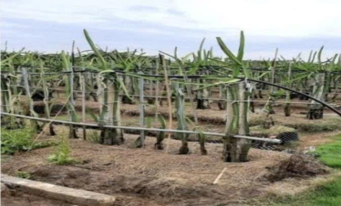 Bán 2300m² Đất Mặt Tiền ĐT827B, Châu Thành, Long An. - Ảnh chính