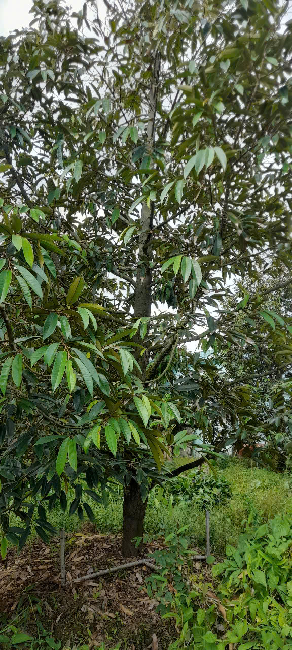Bán đất vườn sầu riêng đang cho trái, mặt tiền sông lớn, 903m² giá chỉ 1 triệu/m² – Tiền Giang - Ảnh 1