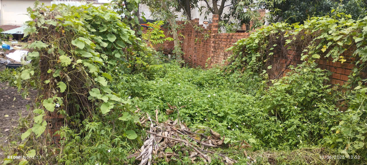 Bán gấp 60m2 đất trồng cây lâu năm Lê Văn Khương, Đông Thạnh Hóc Môn - Ảnh 4
