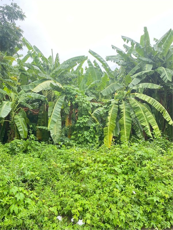 ĐẤT ĐẸP - GIÁ TỐT - CẦN BÁN NHANH LÔ ĐẤT ĐẸP Tại Phường Khê Mỹ, Quận Ngũ Hành Sơn, TP. Đà Nẵng. - Ảnh 4