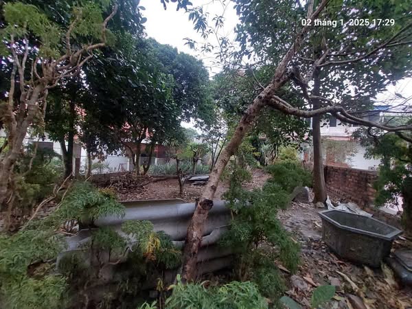 Full thổ cư, 272m2, mt11m, ô tô 7 chỗ thông, 5.5 tỷ, Phú Cường, Sóc Sơn. - Ảnh chính