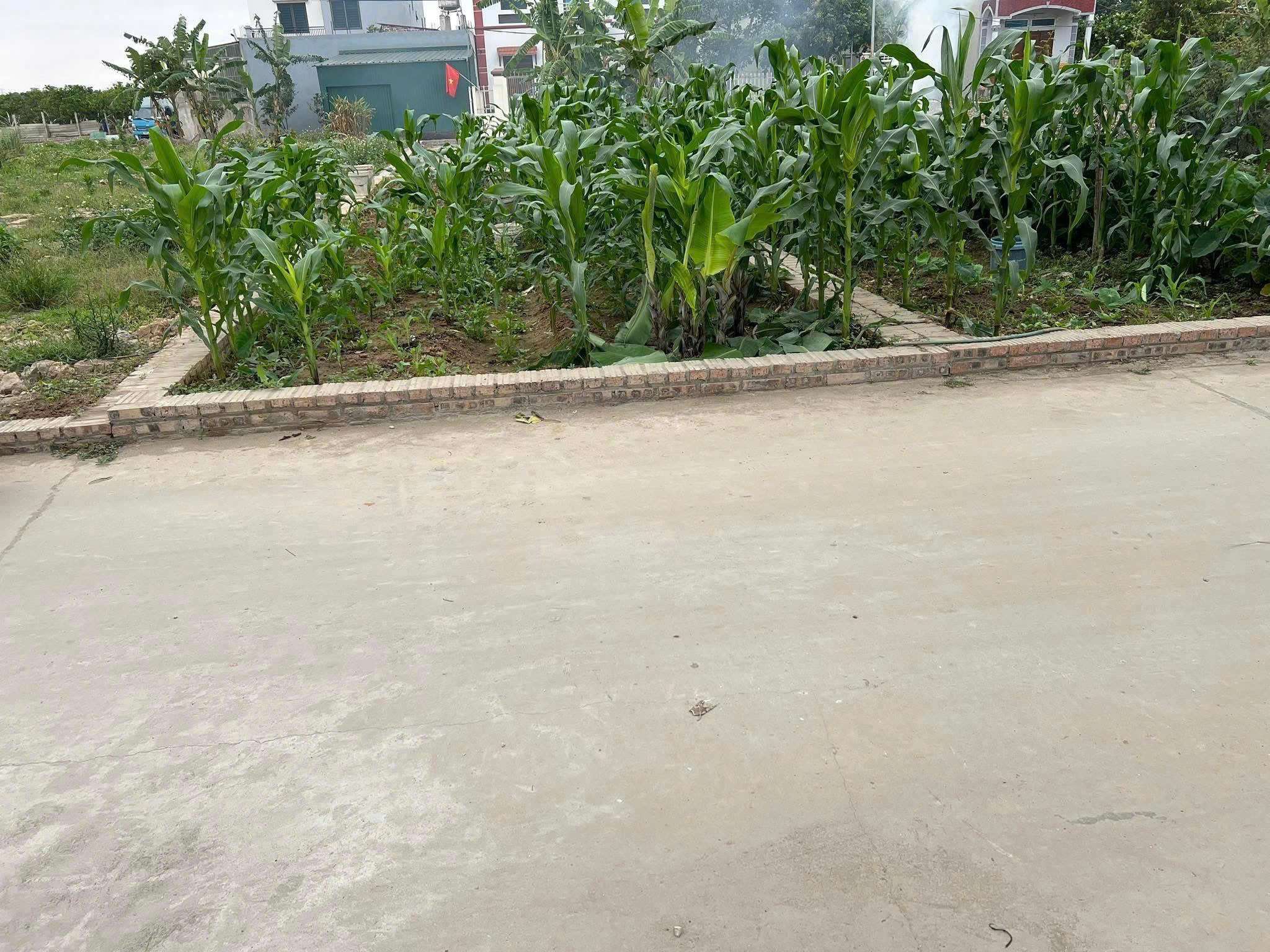 CC BÁN 62M TỔ 10 TT QUANG MINH,TRỤC CHÍNH KINH DOANH,Ô TÔ TRÁNH.MT 4,2M - Ảnh 3
