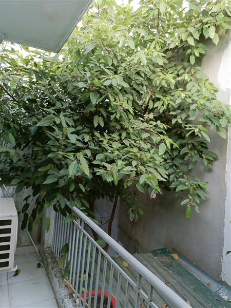 Bán nhà Dương Quảng Hàm, Gò Vấp – 110m² đất – nhà 2 tầng BTCT – giá chỉ 10.5 tỷ - Ảnh 3
