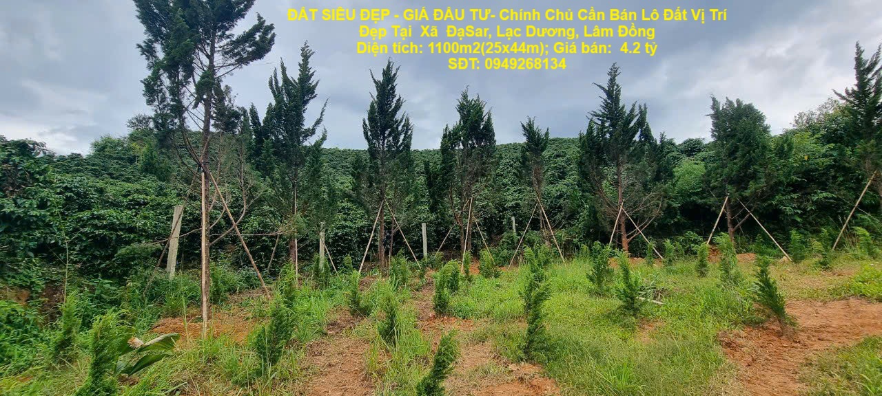 ĐẤT SIÊU ĐẸP - GIÁ ĐẦU TƯ- Chính Chủ Cần Bán Lô Đất Vị Trí Đẹp Tại  Xã  ĐạSar, Lạc Dương, Lâm Đồng - Ảnh chính