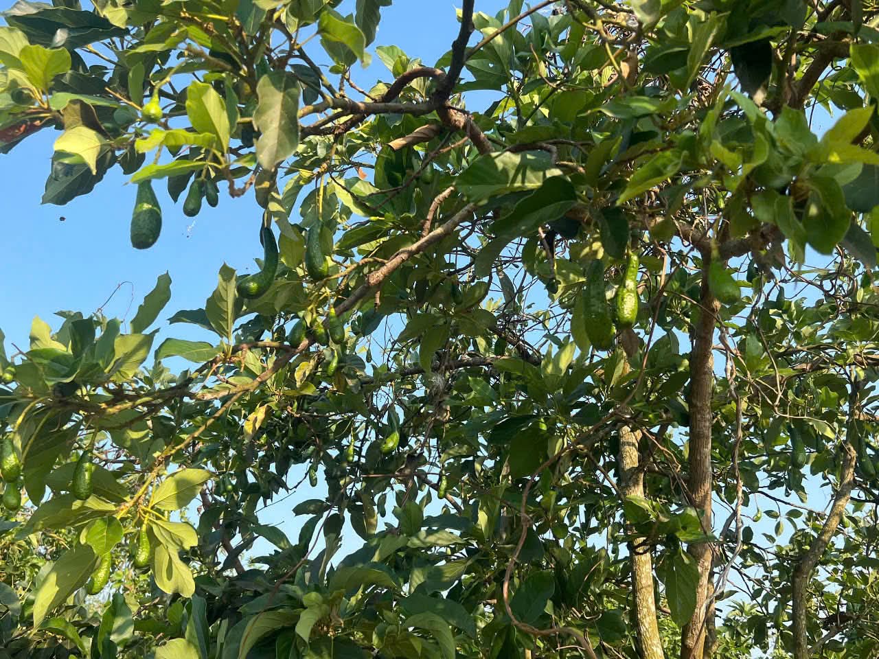 Bán đất Tân Hội Đức Trọng - Ảnh 2