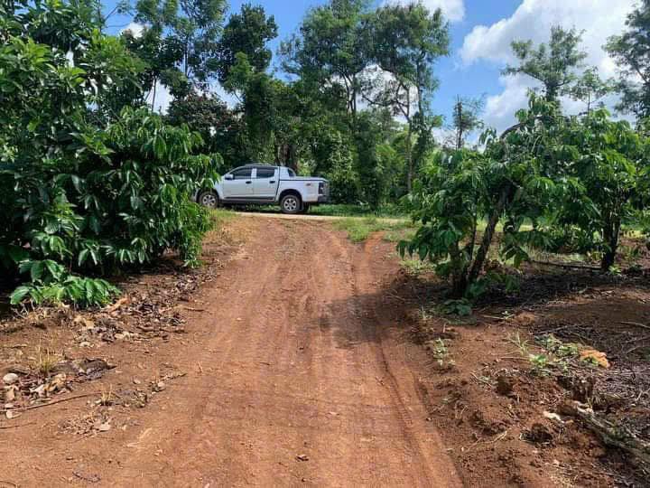 Bán 3.000m2 cạnh đường 29 thị xã Buôn Hồ. Giá; 900tr. Lh 0918.76.9977 - Ảnh 1