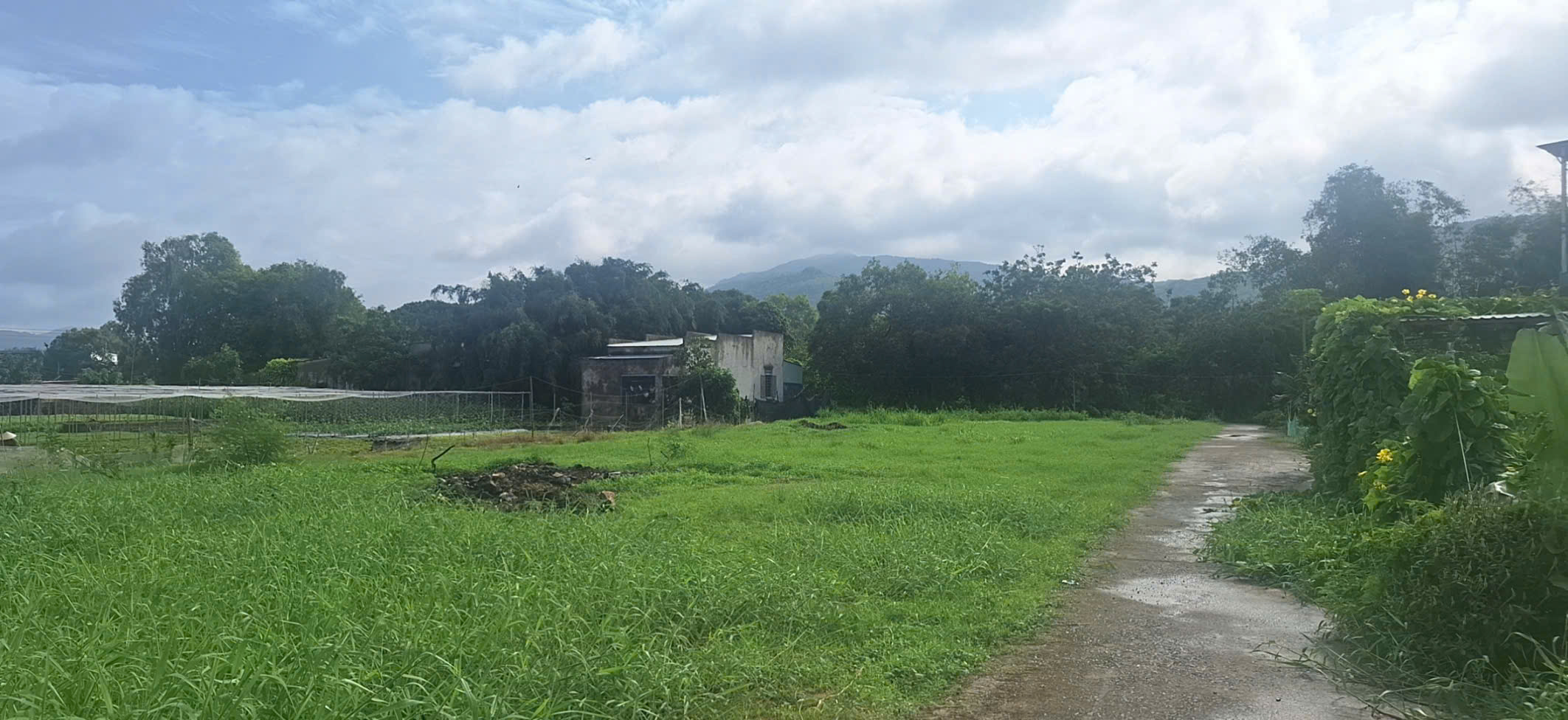 BÁN ĐẤT ĐƯỜNG TRÁNH QL56 TÂN HẢI, PHÚ MỸ, BÀ RỊA VŨNG TÀU. 1773M2 CÓ 300M2 THỔ CƯ. LH:0588201669 - Ảnh 4