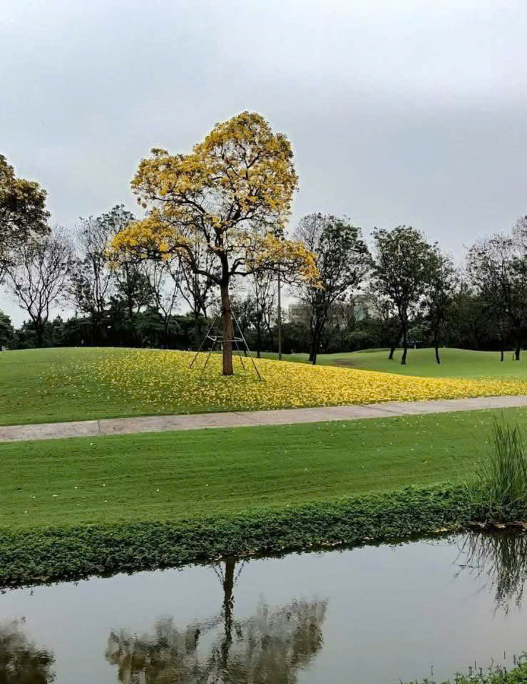 🏌️‍♂️ BÁN BIỆT THỰ SIÊU VIP SÂN GOLF VÂN TRÌ - KHU D ĐỘC TÔN - "DUY NHẤT" TRÊN THỊ TRƯỜNG! - Ảnh 3
