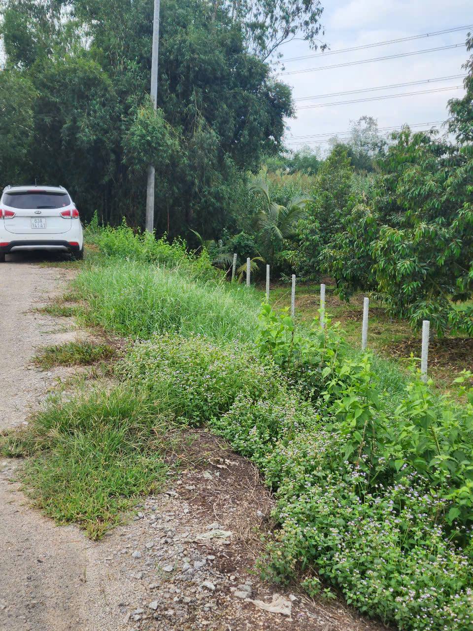 ĐẤT ĐẸP – GIÁ RẺ  - CẦN BÁN NHANH 2 LÔ ĐẤT Siêu Đẹp Tại CHÂU THÀNH, ĐỒNG THÁP - Ảnh 4