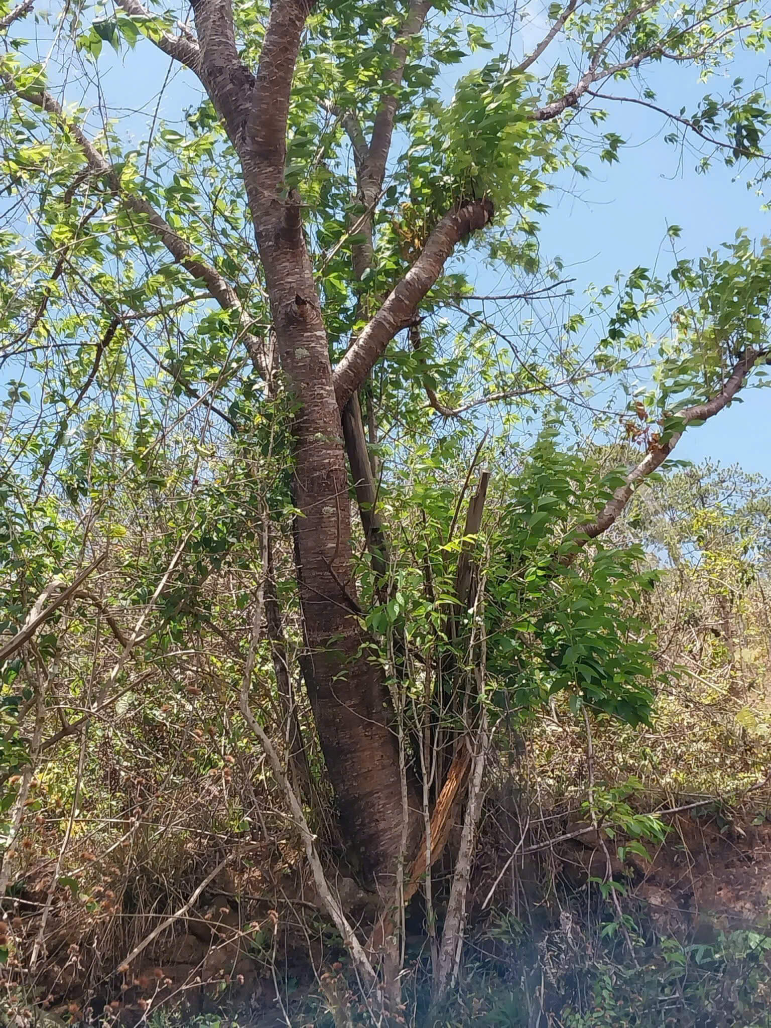 Bán 28 sào đất Lạc Dương Cách trung tâm hành chính xã mới chỉ 4,5km - chỉ 400tr/sào - Ảnh 2