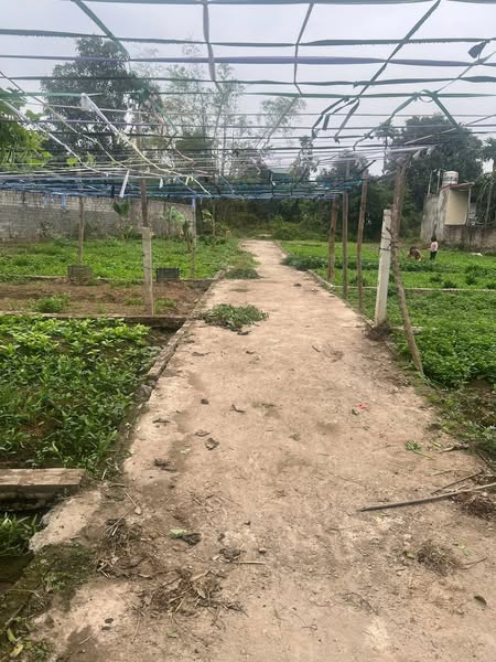 CHÍNH CHỦ GỬI BÁN – DUY NHẤT 1 LÔ 42 M ĐẤT ĐẸP TẠI TÍCH GIANG – PHÚC THỌ – HÀ NỘI - Ảnh 2