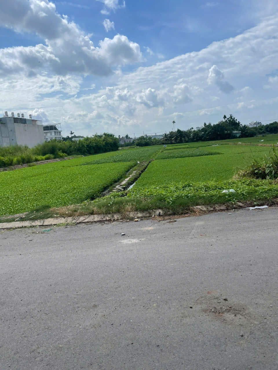 TỪ 140 TỶ CHỈ CÒN 99 TỶ – ĐẤT MẶT TIỀN TX22, Q.12 – FULL THỔ CƯ 100%, 4SHR - Ảnh 4