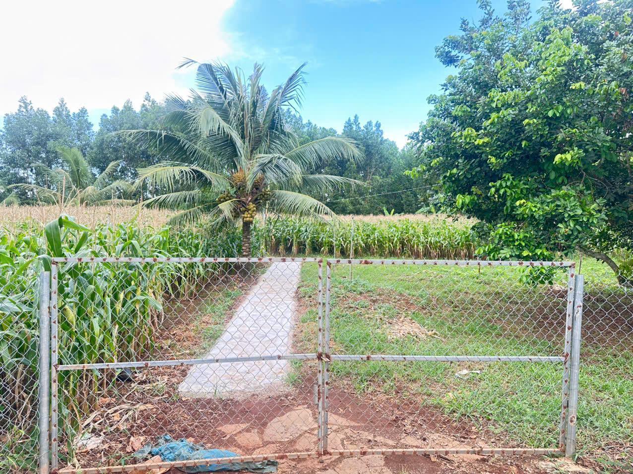 Cơ hội đầu tư độc tôn: cần bán  Đất sổ hồng 580m² - ngay cổng B sân bay quốc tế Long Thành chỉ 4 tỷ - Ảnh 3