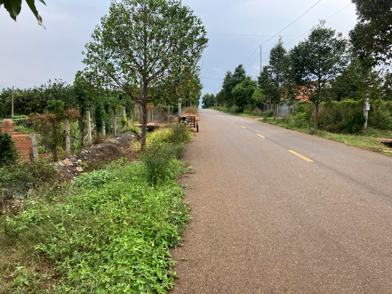 2,285m2 với 20m  mặt Đường Trung tâm xã Bàu Chinh (ĐH 25) , sẳn thổ cư, giá đầu tư - Ảnh 2