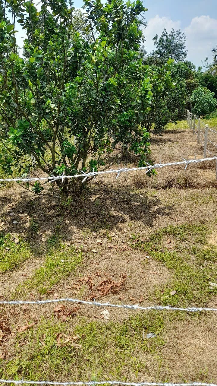 ĐẤT ĐẸP - GIÁ TỐT - Bán GẤP Lô Đất Tiềm Năng Tại xã Mỹ Đức, tỉnh Lâm Đồng - Ảnh 4