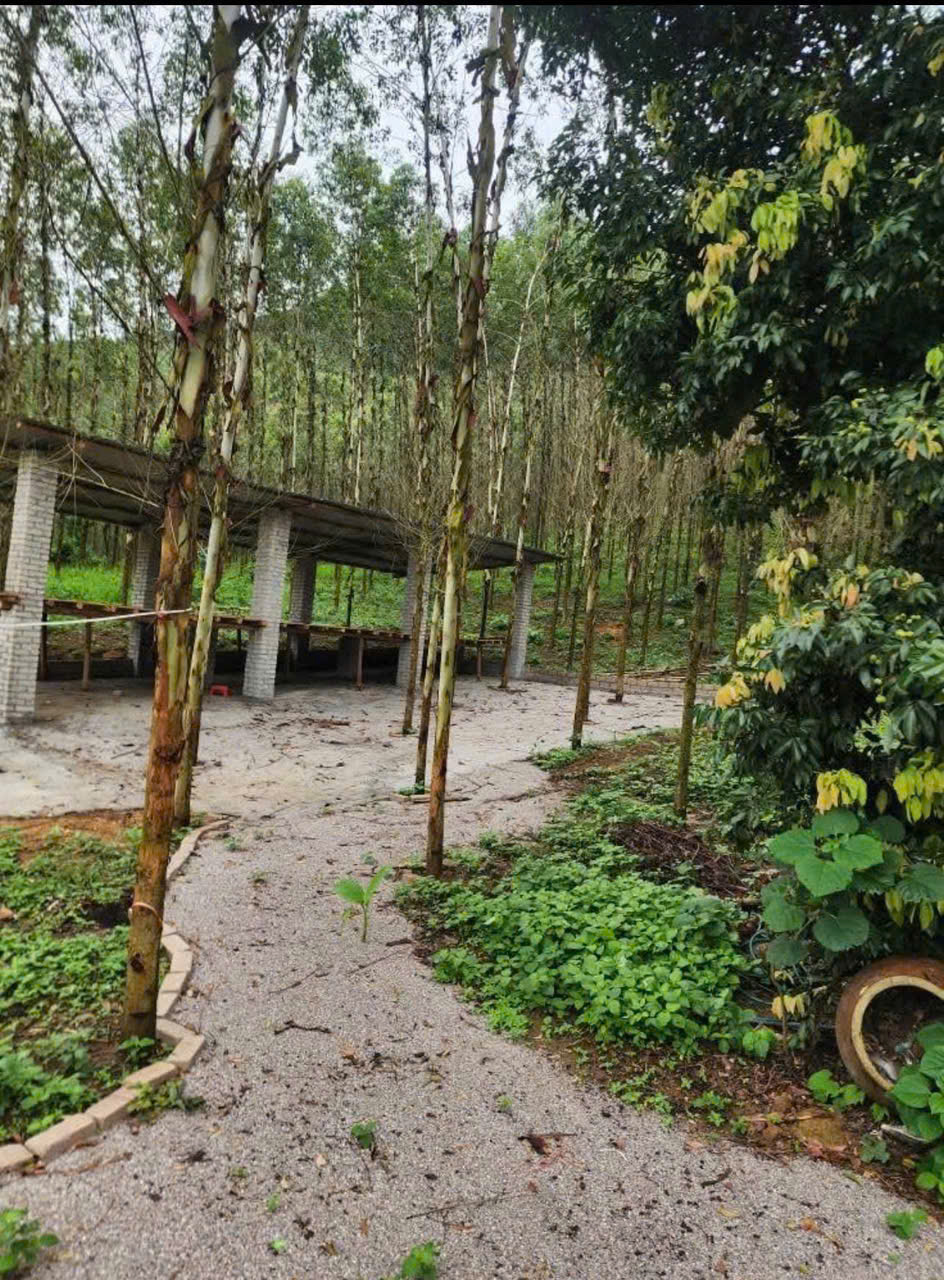 CHÍNH CHỦ CẦN BÁN 3,5HA ĐẤT TRANG TRẠI TẠI HỮU LŨNG – LẠNG SƠN - Ảnh 3