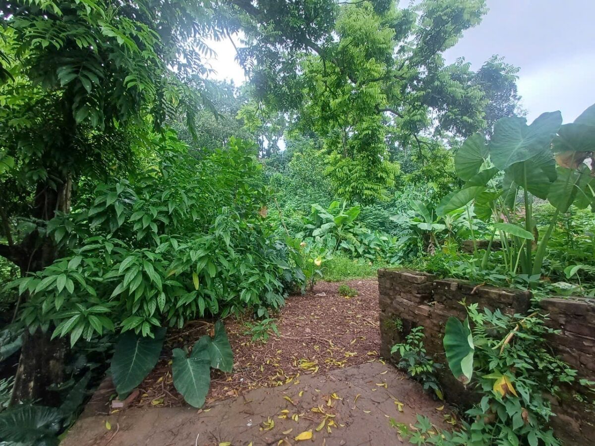 CHÍNH CHỦ CÂN BÁN LÔ ĐẤT 470M  TẠI TIÊN PHƯƠNG-CHƯƠNG MỸ-HÀ NỘI - Ảnh 2