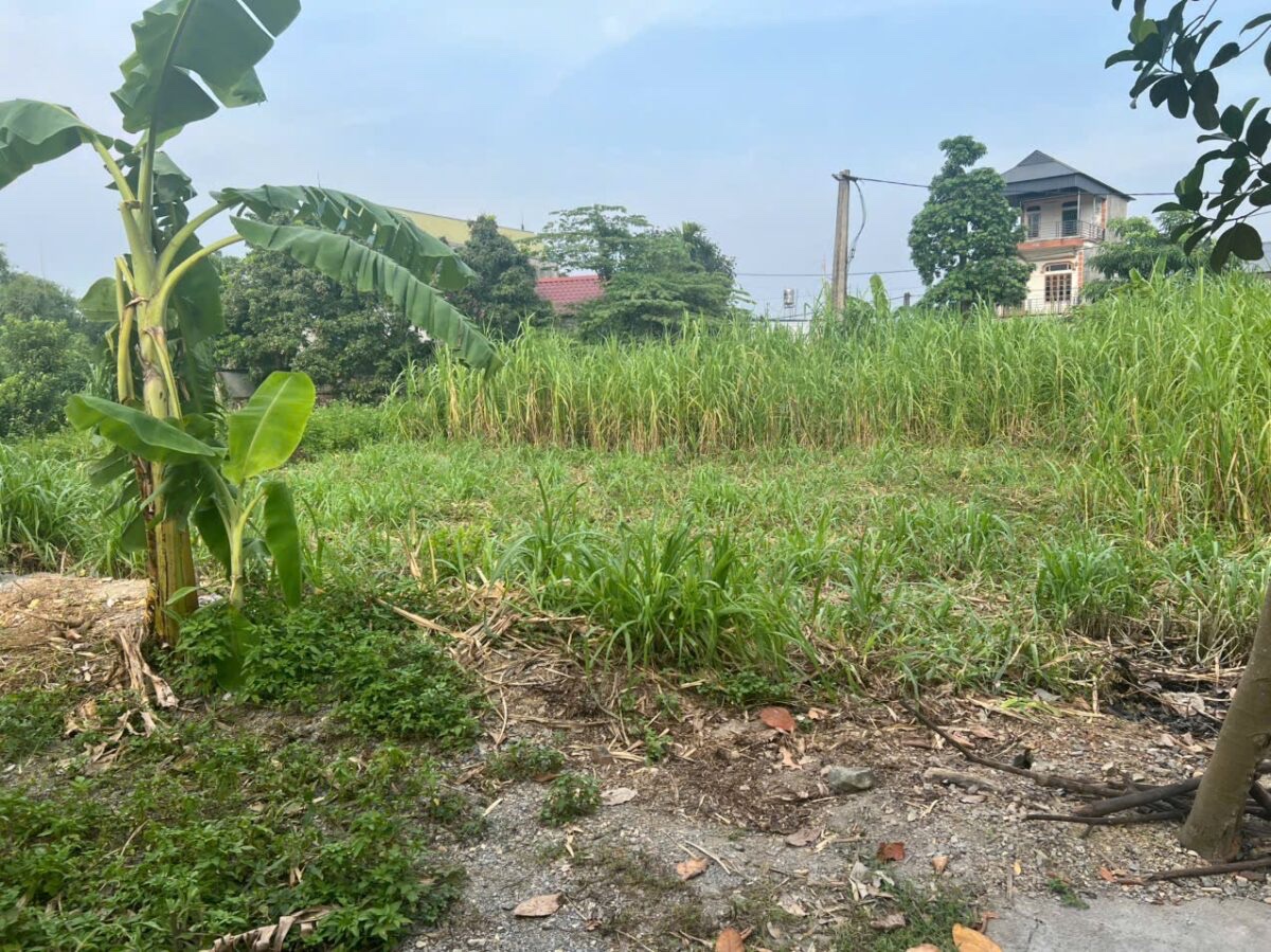 CHÍNH CHỦ BÁN LÔ ĐẤT ĐẸP 60,2M TẠI THỦY XUÂN TIÊN-CHƯƠNG MỸ-HÀ NỘI - Ảnh chính