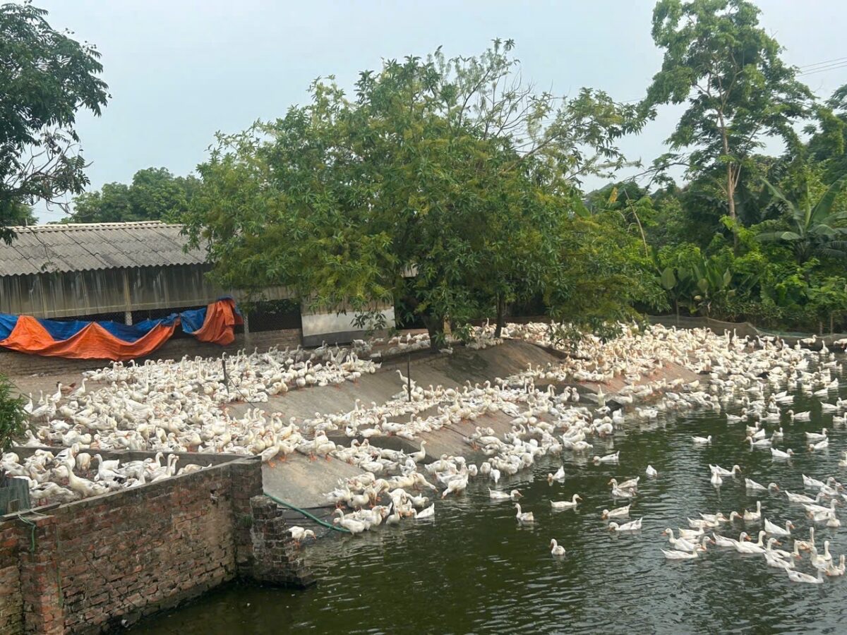 CHÍNH CHỦ BÁN TRANG TRẠI GÀ 3,430M TẠI ĐÔNG SƠN-CHƯƠNG MỸ-HÀ NỘI - Ảnh 1