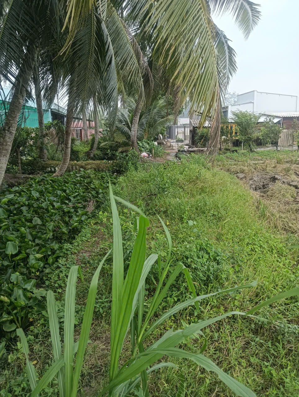 ĐẤT CHÍNH CHỦ - GIÁ TỐT - Cần Bán Đất  Ấp Long Bình, xã Phú Thành, Đồng Tháp - Ảnh 4