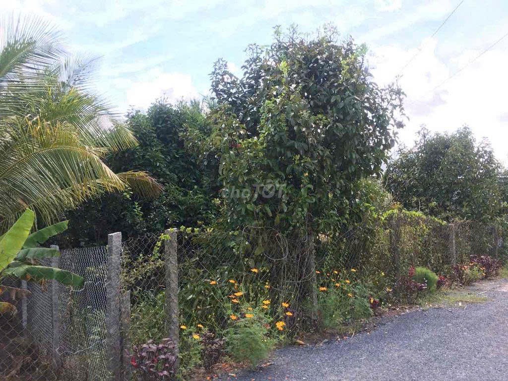 ĐẤT CHÍNH CHỦ - 2 LÔ LIỀN KỀ - Liên Ấp Mỹ Phú 1, Xã Tường Lộc, Huyện Tam Bình, Vĩnh Long - Ảnh 2