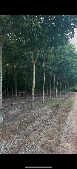 CẦN BÁN GẤP ĐẤT ĐẸP TẠI XÃ MINH THẠNH, CHƠN THÀNH – BÌNH PHƯỚC - Ảnh chính