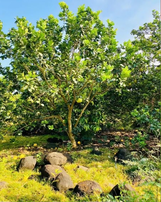 ⭐Bán 3000m2 đất ở Phường Bình Lộc (Long Khánh cũ), tỉnh Đồng Nai. 0947449988 - Ảnh 2
