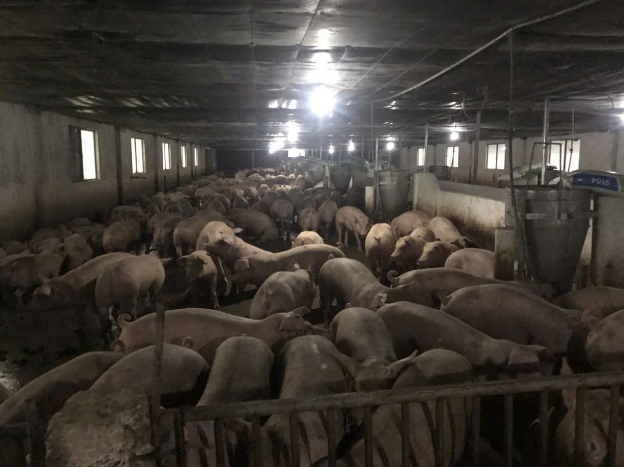 Trang trại chăn nuôi heo qui mô lớn 10 hécta - Ảnh 1