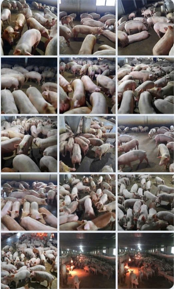 Trang trại chăn nuôi heo qui mô lớn 10 hécta - Ảnh 2
